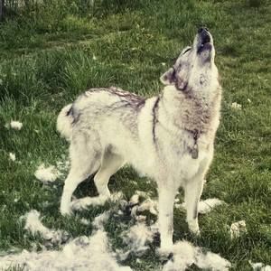 Meet your Posher, Leila